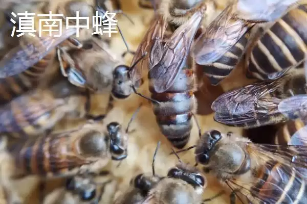 中蜂的品种，群势大小不一插图6