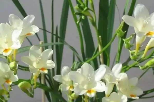 小苍兰开花时间的要点和判断？判断小苍兰开花时间需注意什么？插图2