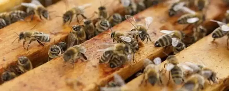 意大利蜜蜂的特点，生产力、采集力和育虫力强-会东网