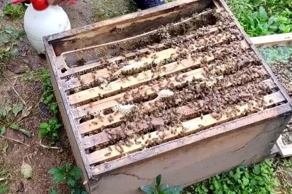 意蜂秋季养殖管理技术，重点是培育适龄越冬蜂插图2