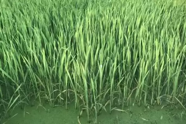 茭白高产的种植方法 ,怎样种植茭白才能实现高产插图2