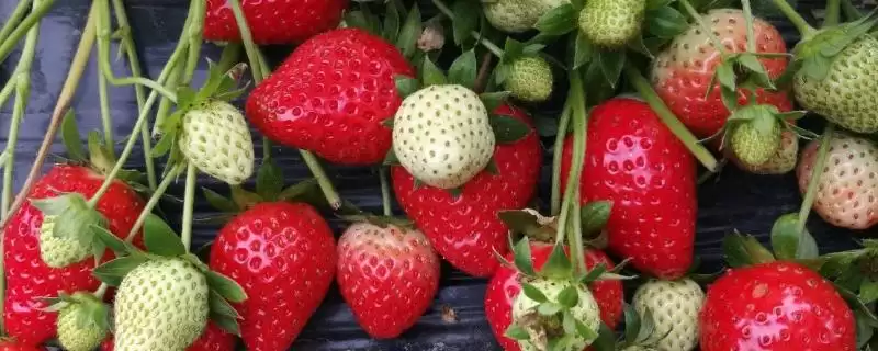广东草莓最佳种植时间，立春时期和7-8月份均可种植-会东网