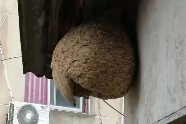 捅了马蜂窝过多久马蜂才会离开，小型马蜂经过1-2小时就会飞走插图1