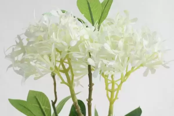 夕雾花花语的含义和要点？理解夕雾花花语需关注哪些关键？插图6