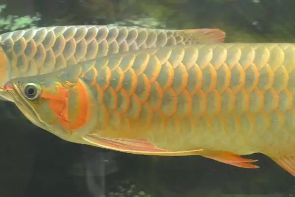 龙鱼鳞片发黑的原因及解决办法是什么 ,龙鱼鳞片为何发黑怎么解决插图1