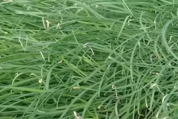 韭菜叶片干尖的原因及防治 ,韭菜叶片干尖如何对症下药进行防治？插图4