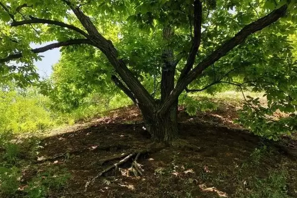 锥栗的种植方法，栽种时间一般在二月份插图3