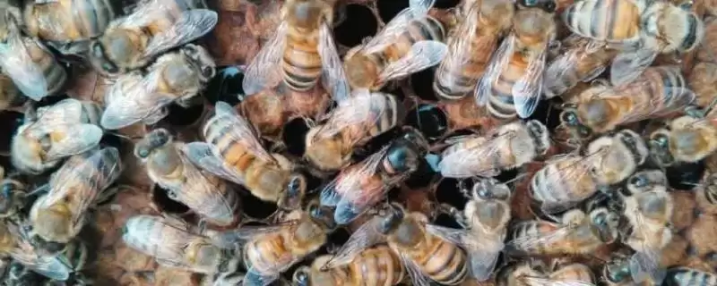 意蜂秋季养殖管理技术，重点是培育适龄越冬蜂-会东网