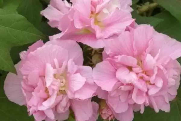 修剪盆栽芙蓉花的方法和重点？修剪盆栽芙蓉花要做好哪些细节？插图1