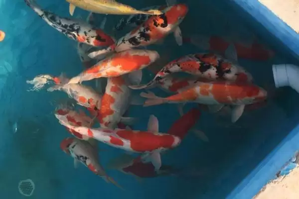 锦鲤的增色饲料 ,喂什么能让锦鲤增色比较快呢插图3