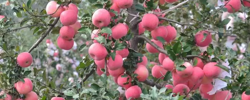 苹果树的存活时间，一般能达到50年左右-会东网