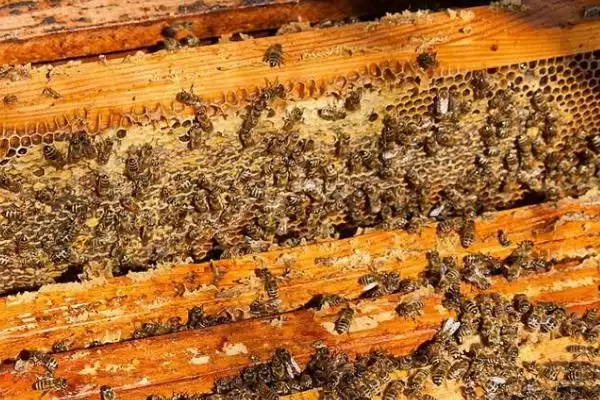 奖励饲喂方法介绍，目的是刺激蜂王产卵插图5