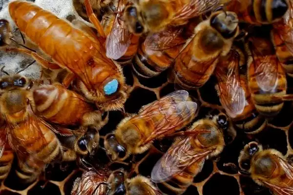 蜂王关在囚王笼中会不会产卵，被关入囚王笼中会暂时停止生产插图2