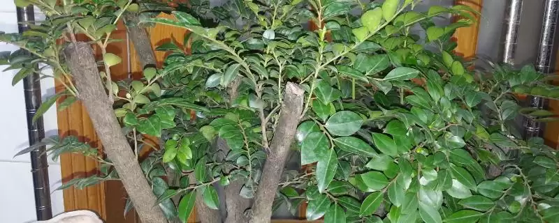 养小叶紫檀的方法和重点？养小叶紫檀要做好哪些细节？-会东网