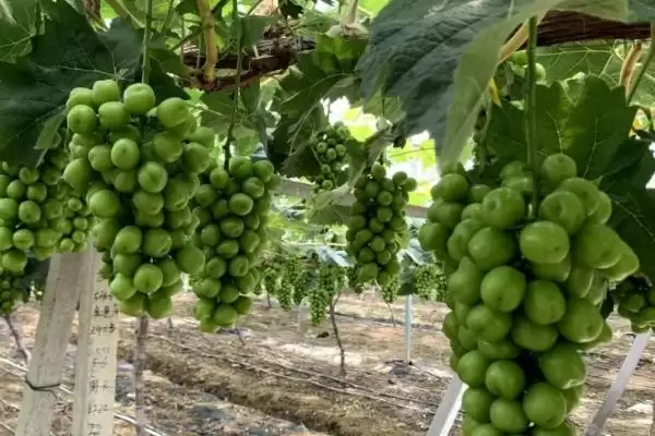 葡萄病虫害防治技术全解：不同病害为害部位的应对策略插图9