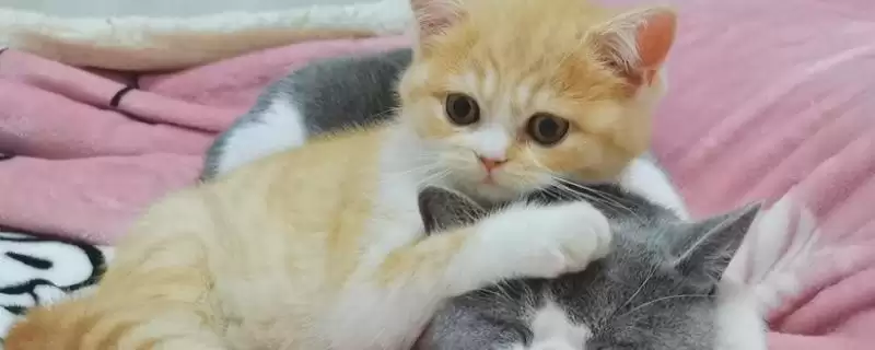 猫为什么会出现过敏现象 ,猫过敏主要有这三个方面原因-会东网