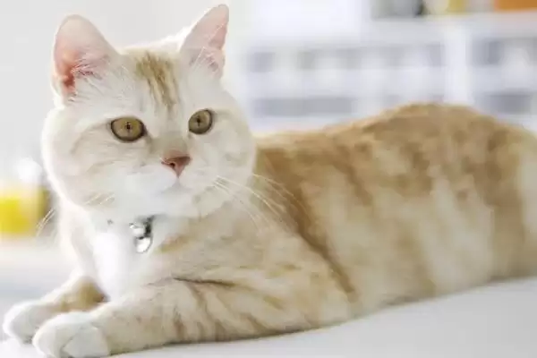 猫咪是如何辨别主人的 ,猫咪通过气味、声音、视觉辨别主人插图1