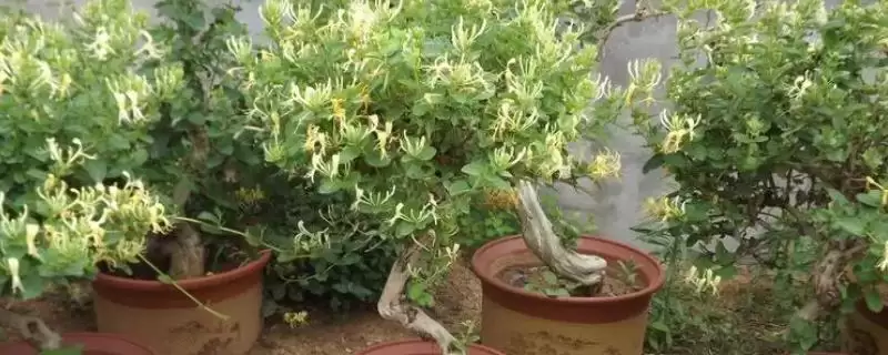 金银花的种植方法 ,金银花可以采用什么方法种植-会东网