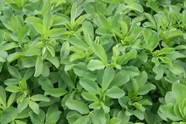 中国十大蜜源植物，花期持续时间长短不一插图8
