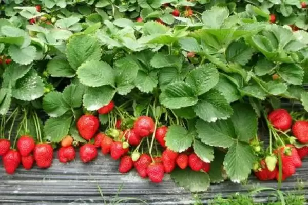 草莓的种植技术，生长温度控制在15-20℃之间为佳插图1