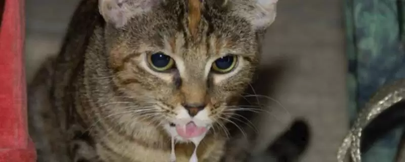 猫流口水的原因是什么 ,猫流口水和口腔病中毒有关吗-会东网