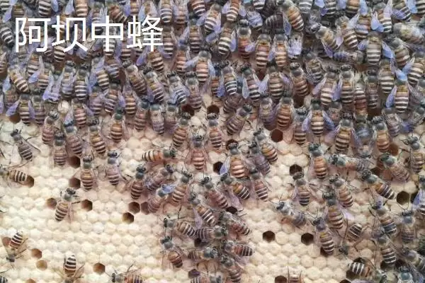 中蜂的品种，群势大小不一插图5