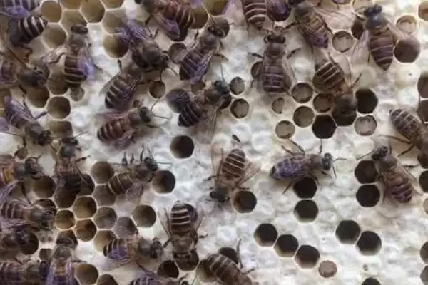 如何防治中蜂爬蜂病，需根据具体病害选择药物插图2
