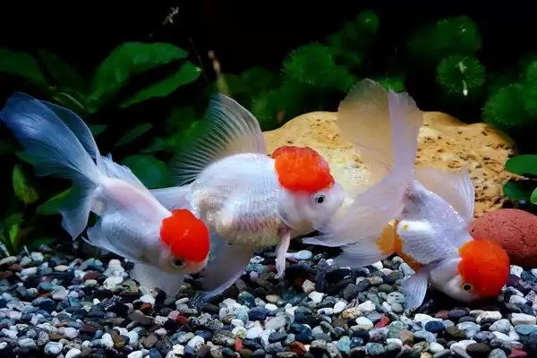 金鱼的食性 ,金鱼会吃水草这种水生植物吗插图2