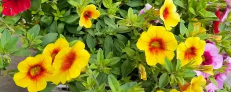 舞春花是否一年四季开花的要点和判断？判断舞春花花期需注意什么？-会东网