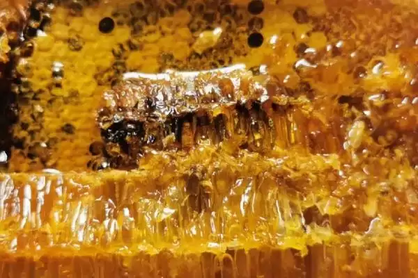 网上能否买到正宗的蜂巢蜜，可以买到但概率较低插图1