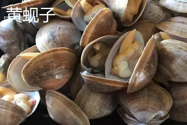可食用贝类海鲜大盘点：蚬子、蛏子、北极贝等你品尝插图1
