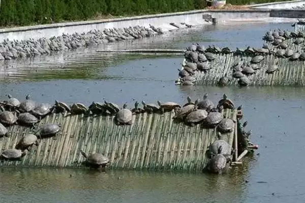 甲鱼要如何进行喂养管理呢,甲鱼喂养采取定时、定点、定量、定质原则插图3