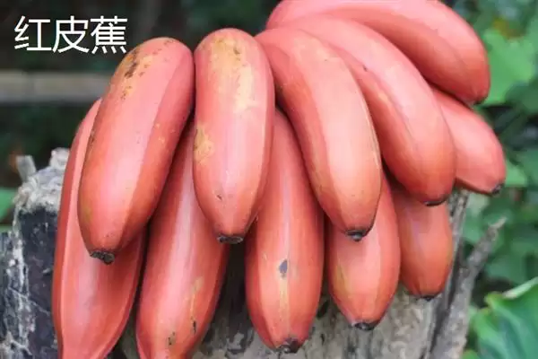 台湾香蕉的主要栽培品种，常见的有李林蕉、玫瑰蕉、旦蕉等插图11