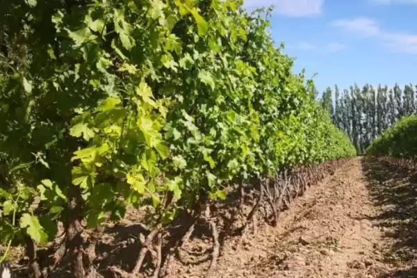 葡萄树越冬埋土技术：9月下旬到10月上旬首次浅埋的要点插图3