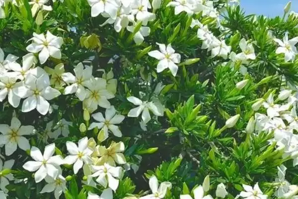 了解栀子花开花季节的方法和重点?了解栀子花开花季节要做好哪些细节?插图1 了解栀子花开花季节的方法和重点?了解栀子花开花季节要做好哪些细节?插图1