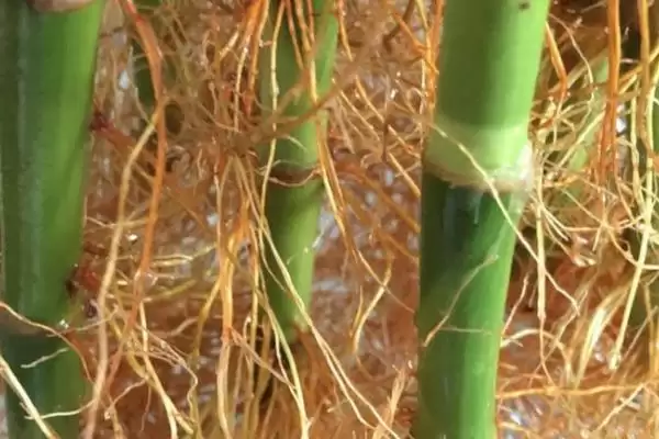 让富贵竹生根的方法?促使富贵竹生根要掌握哪些有效的水培和养护技巧?插图2 让富贵竹生根的方法?促使富贵竹生根要掌握哪些有效的水培和养护技巧?插图2