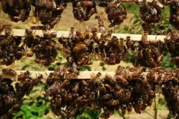 蜜蜂爬蜂病的种类，不同种类的防治方法不同插图5