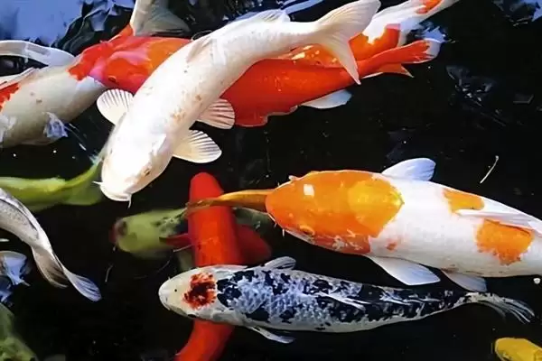 锦鲤吃金鱼眼睛的原因 ,锦鲤为何会吃金鱼的眼睛呢插图5