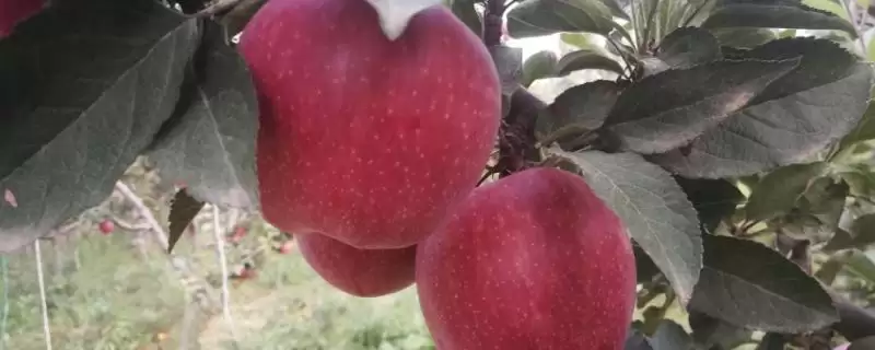 红星苹果和蛇果的区别，外形、口感和价格都不同-会东网