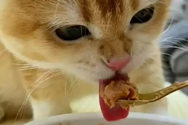 猫为什么会出现乱吃东西现象 ,猫乱吃东西一般因缺乏微量元素插图4 猫为什么会出现乱吃东西现象 ,猫乱吃东西一般因缺乏微量元素插图4