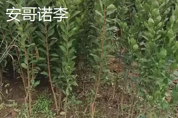 黑霸王李子苗的价格，一棵需要3-6元左右插图6