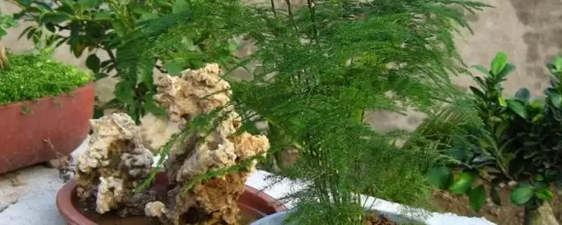 文竹常见的品种？认识文竹常见品种要了解哪些关键的品种分类和形态特性要点？-会东网