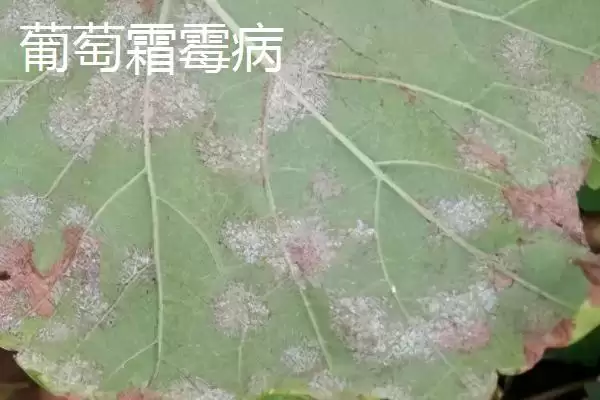 葡萄病虫害防治技术全解：不同病害为害部位的应对策略插图6