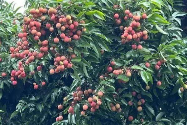 荔枝种植的注意事项 ,荔枝种植要考虑哪些方面因素？插图1