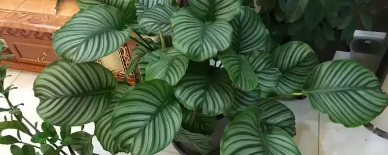 苹果竹芋如何养殖，生长的过程中对水分的需求较大-会东网