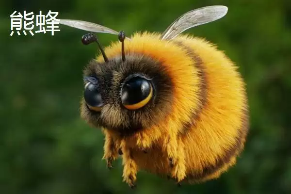 什么黑蜂比虎头蜂还大，可能是熊蜂、木蜂或竹蜂插图1