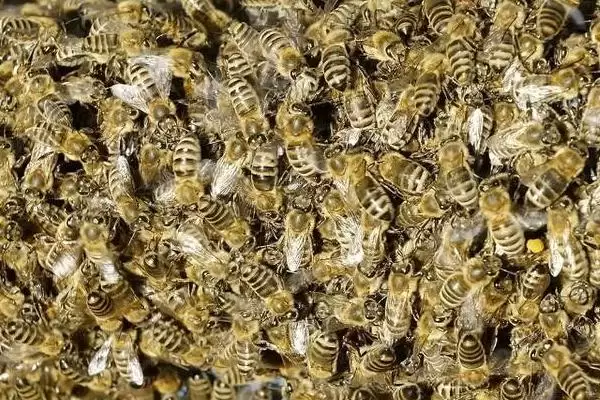 蜂群合并及调整方法，可将巢脾放在一起、中间用隔板隔开插图2