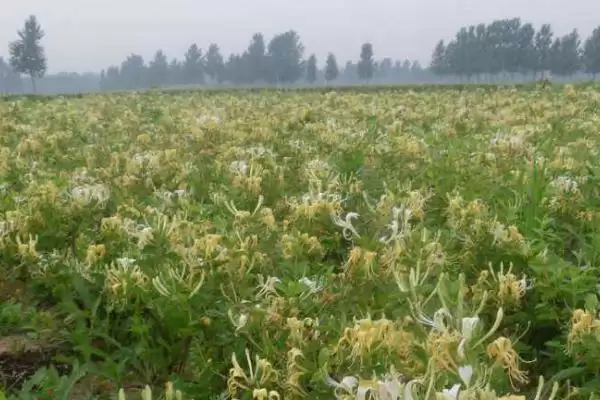 金银花的种植方法 ,金银花可以采用什么方法种植插图3