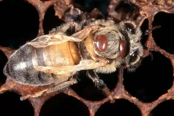 杀蜂螨的方法，可采用断子灭杀法、喷施药物法或挂药熏蒸法插图1