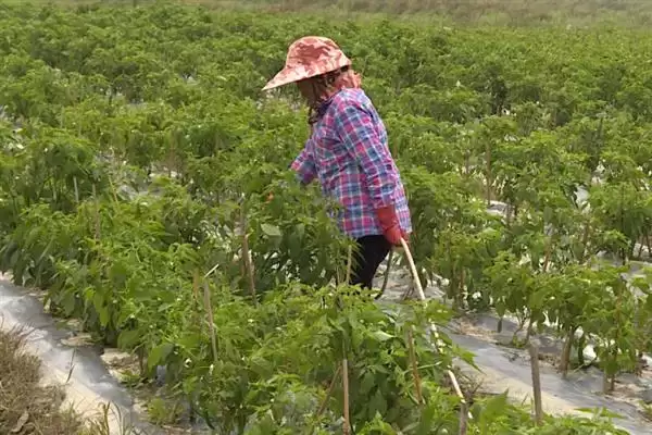 辣椒的叶面肥选择 ,辣椒开花坐果前为何施硼钙叶面肥？插图2